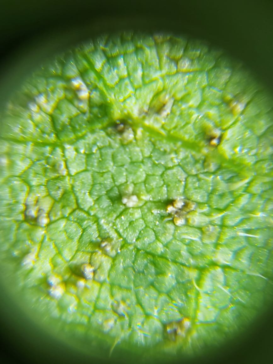 Copacol identifica ferrugem asiática e orienta produtores